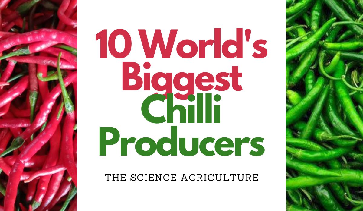 The 10 World’s Largest Countries of Chili Production