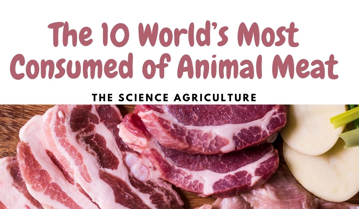 The 10 World's Most Consumed of Animal Meat - The Science Agriculture