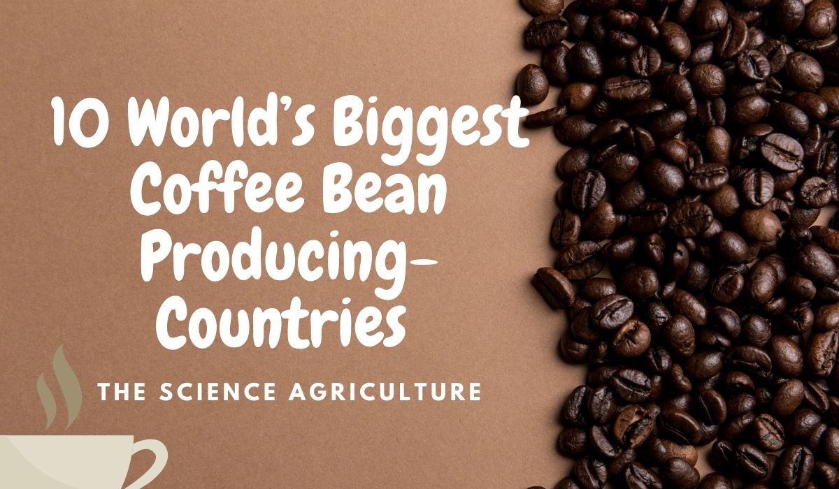 10 World’s Biggest Coffee Bean Producing-Countries