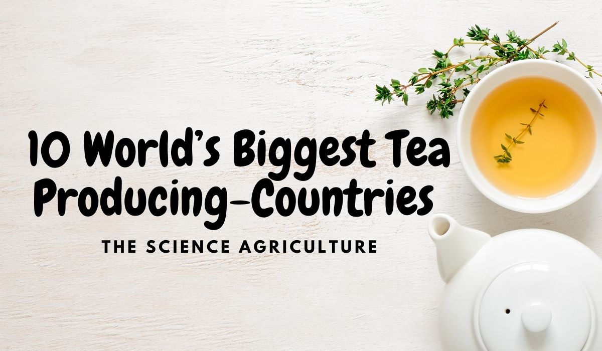 10 World’s Biggest Tea Producing-Countries