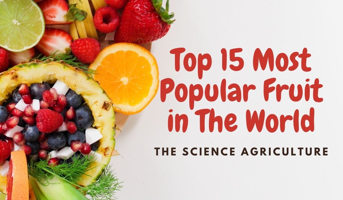 Top 15 Most Popular Fruit in The World