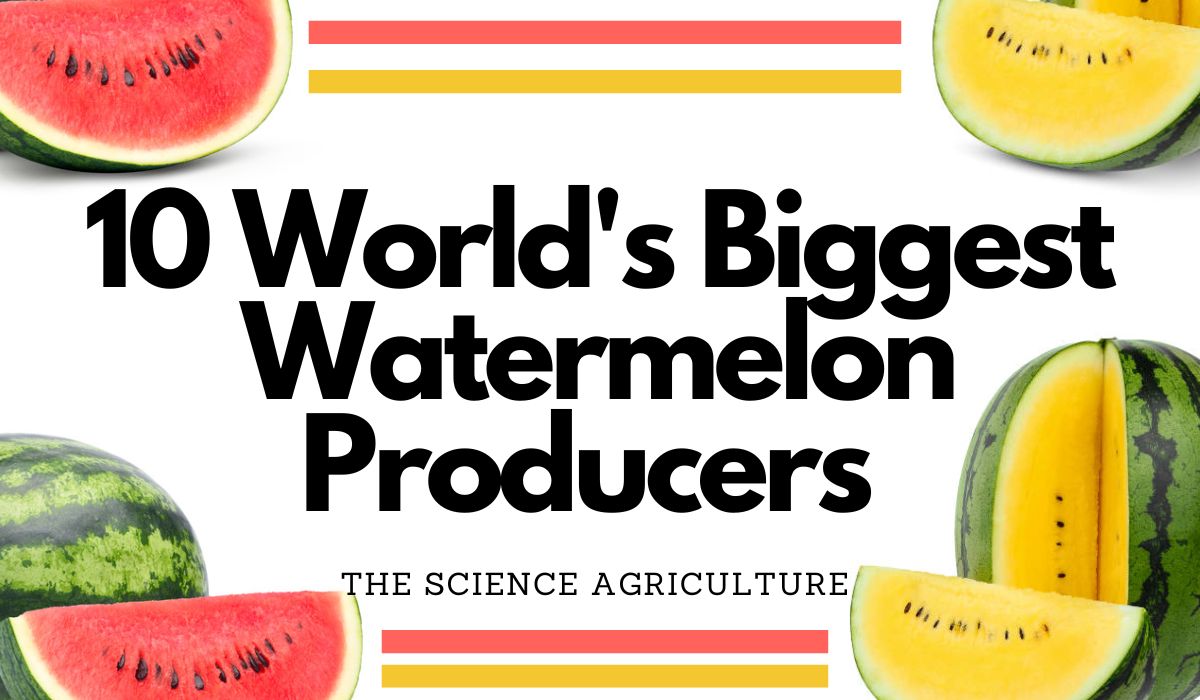 10 World's Biggest Watermelon Producers