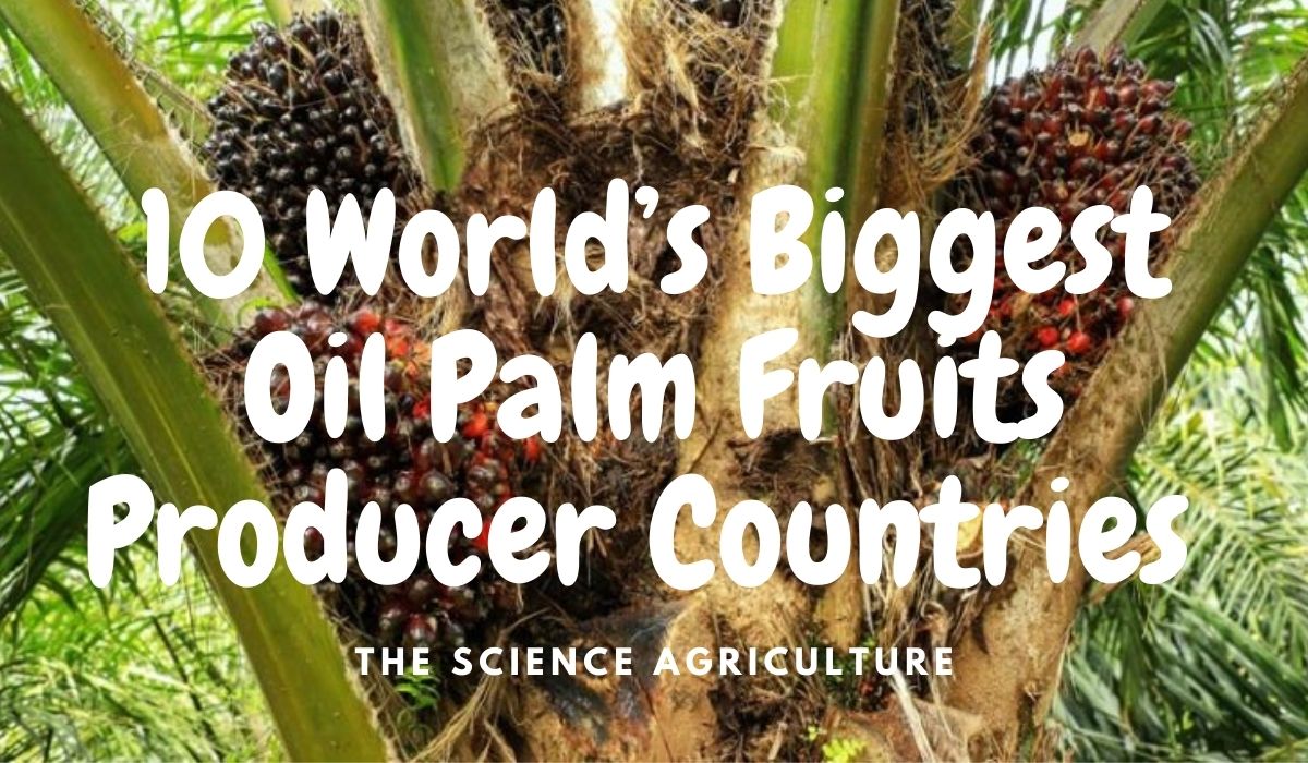 10 World’s Biggest Oil Palm Fruit Producer Countries