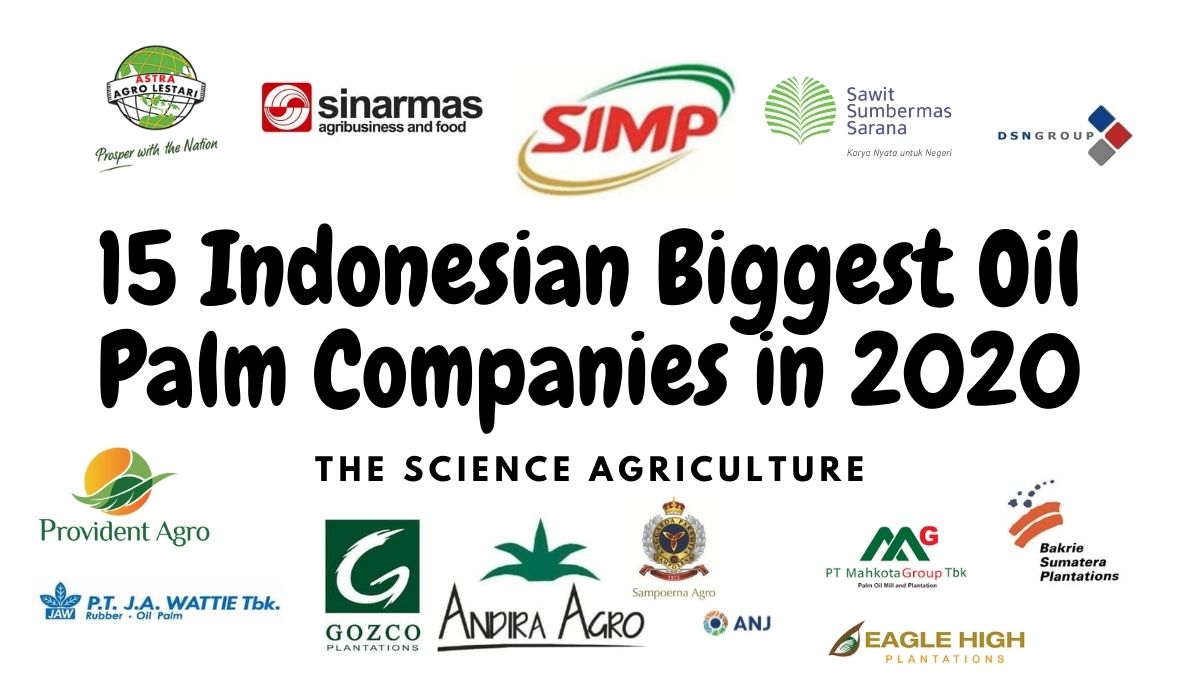 15 Indonesian Biggest Oil Palm Companies in 2020