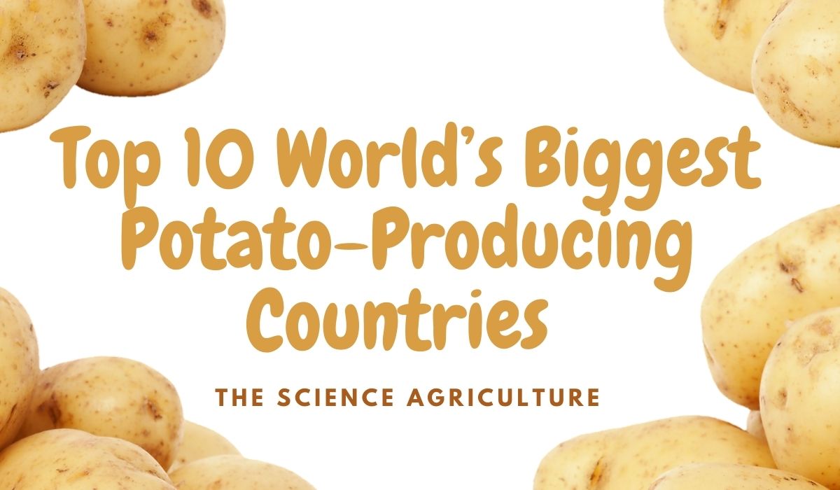 Top 10 World’s Biggest Potato-Producing Countries