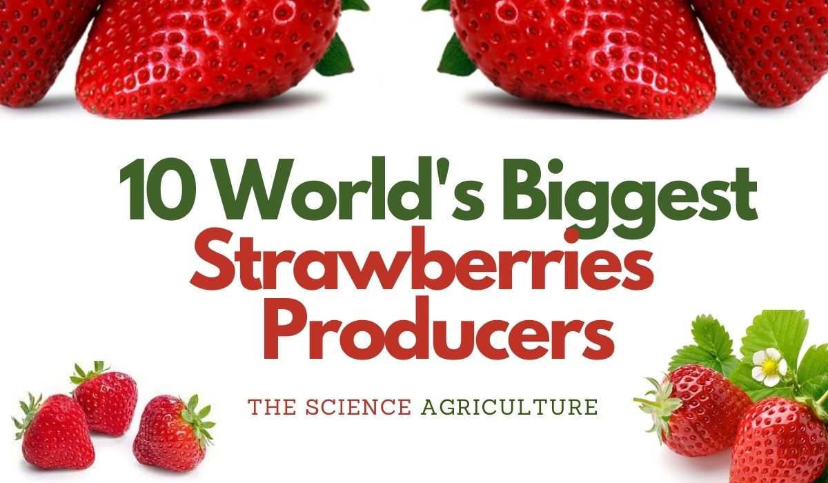 10 World’s Biggest Strawberries Producers