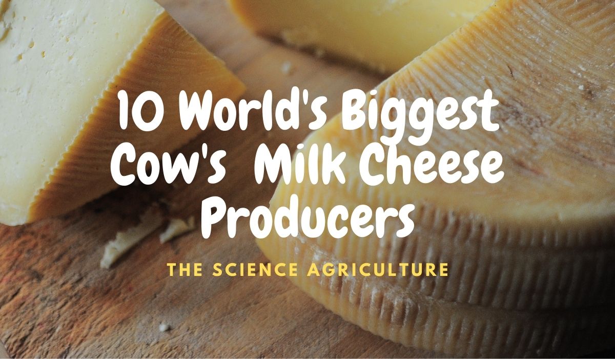 10 World's Biggest Cow Milk Cheese Producers