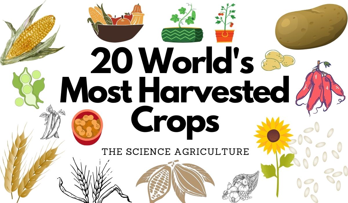 20 World's Most Harvested Crops