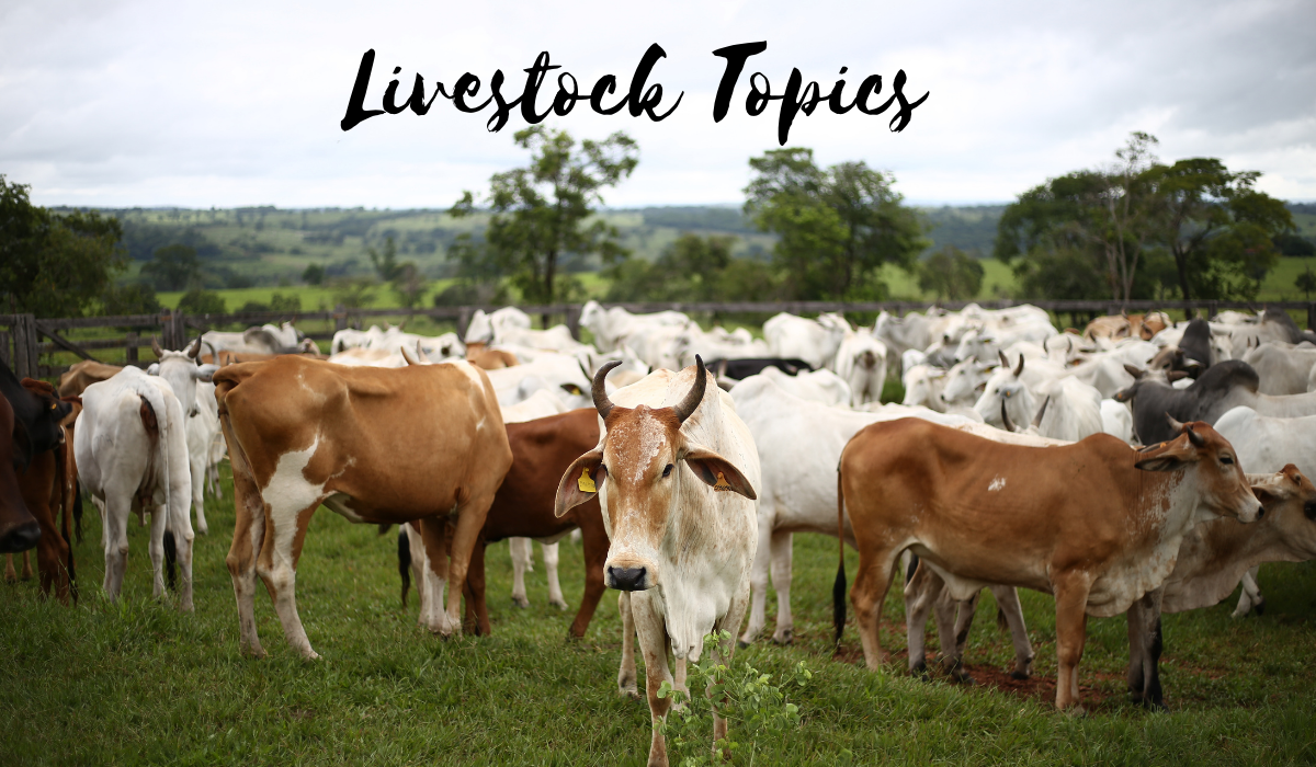 Livestock Topics