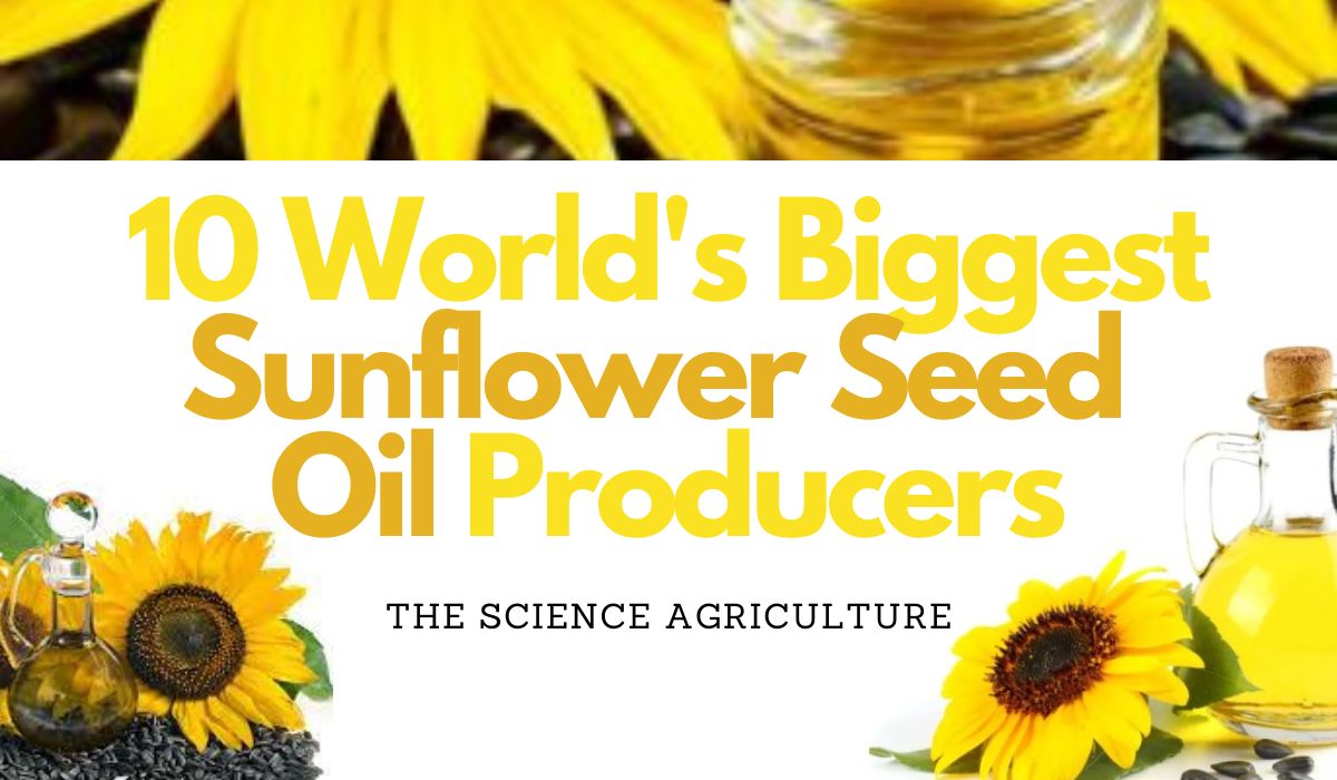 10 World's Biggest Sunflower Seed Oil Producers - The Science Agriculture