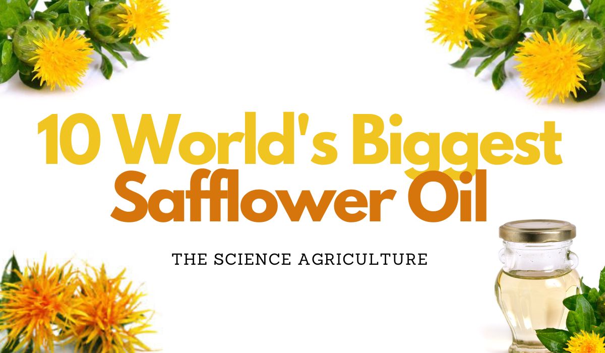 10 World’s Biggest Safflower Oil Producers