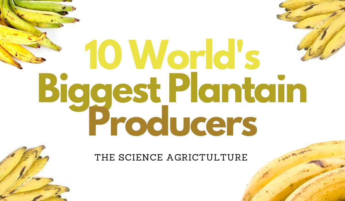 10 World’s Biggest Plantain Producers