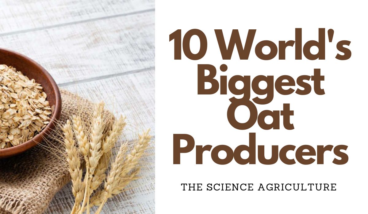 10 World’s Biggest Oat Producers