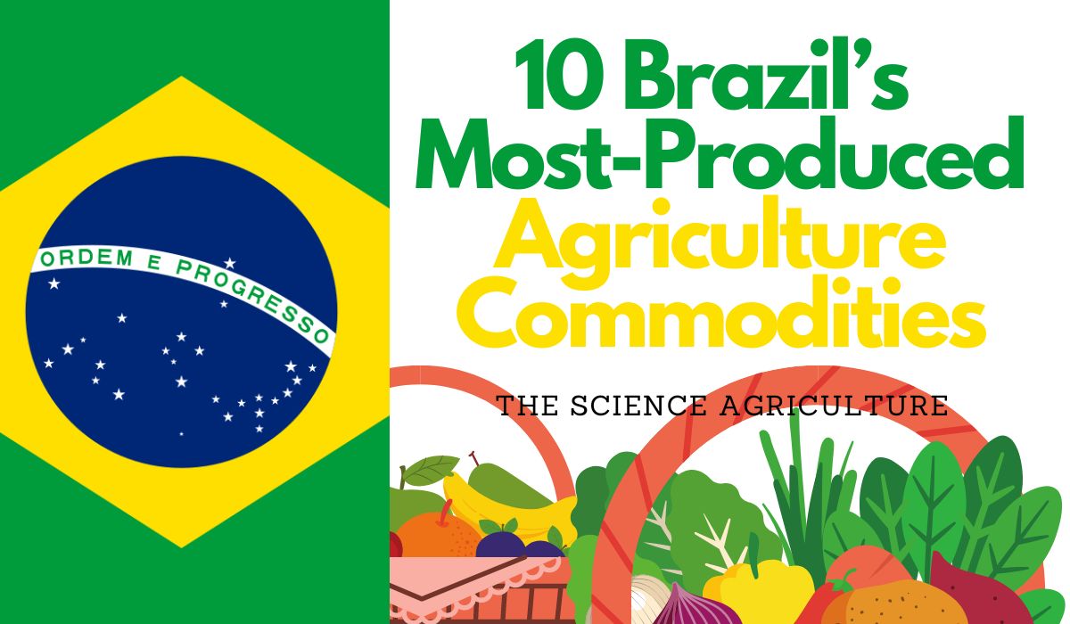 agriculture in brazil essay