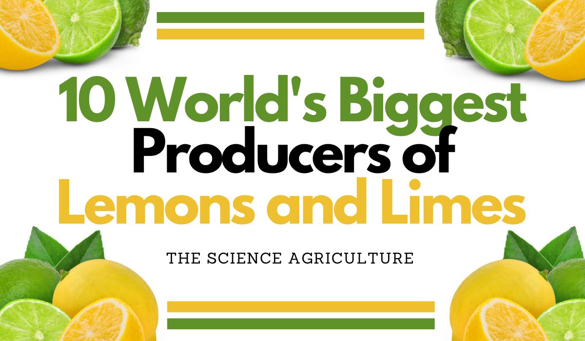 10 World’s Biggest Producers of Lemon and Limes