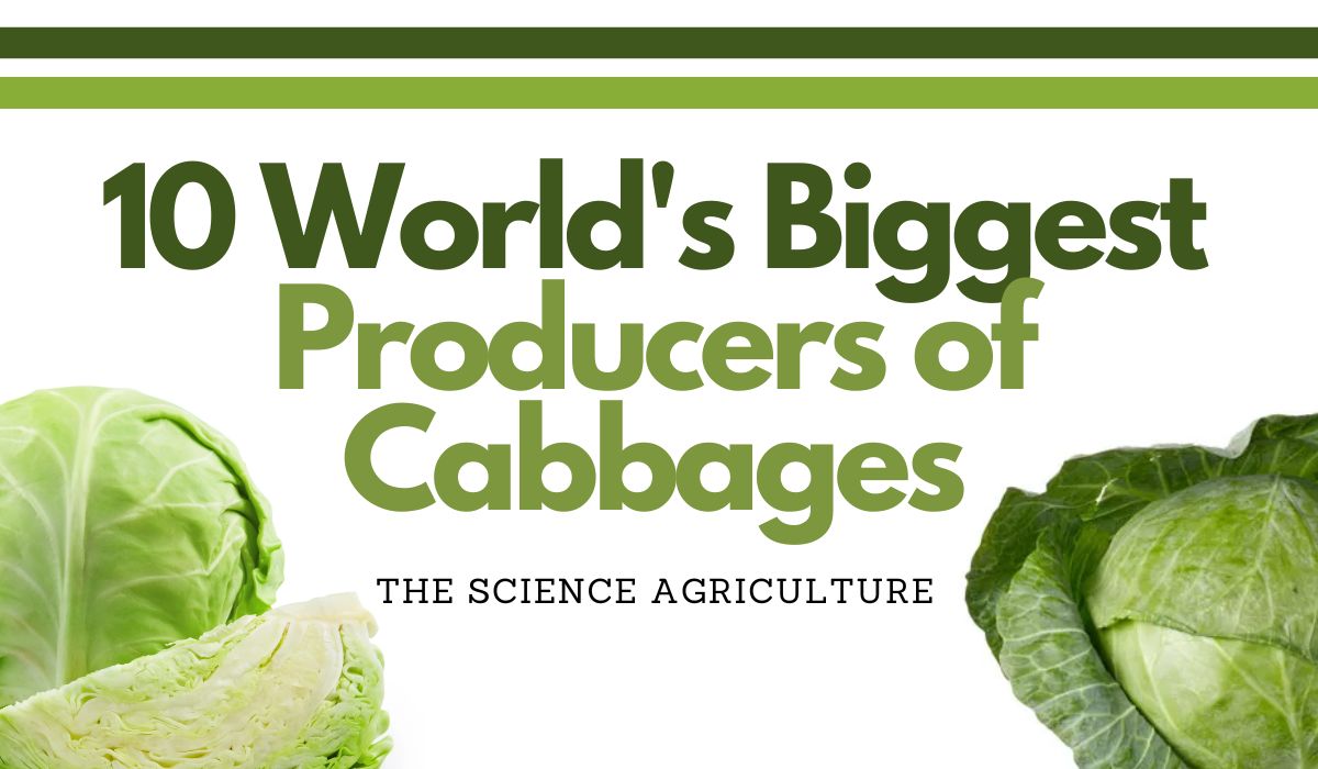 10 World’s Biggest Producers of Cabbages