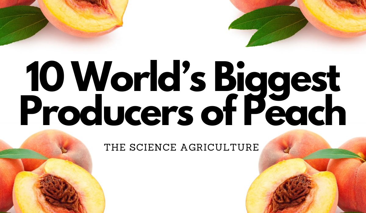 10 World’s Biggest Producers of Peach