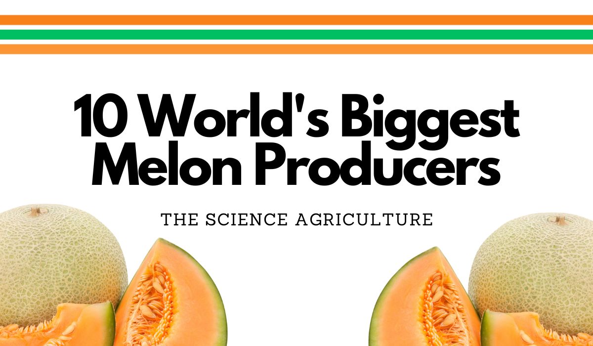 10 World’s Biggest Producers of Melon