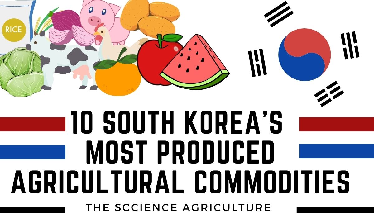 10 South Korea's Most Produced Agricultural Commodities