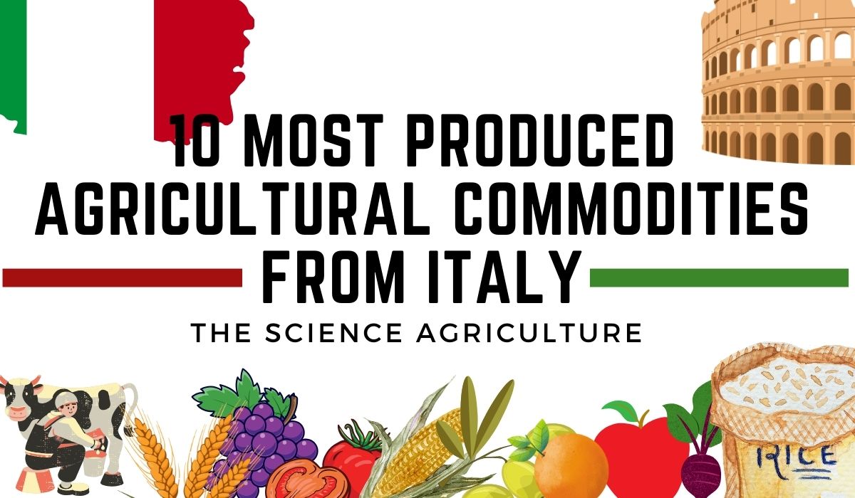 10 Most Produced Agricultural Commodities from Italy