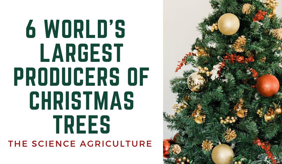 6 World’s Largest Producers of Christmas Trees